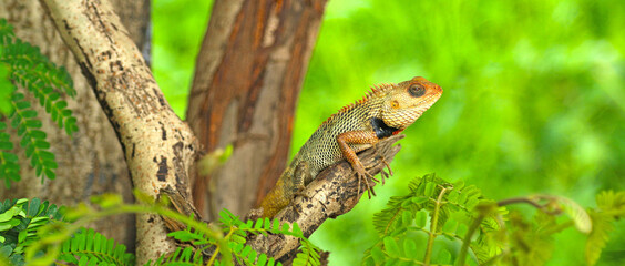 lizard on a tree
