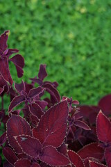 two color leaf