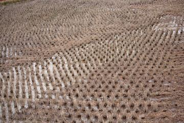 冬の田んぼ　稲作