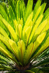 Green palm leaves in nature. Barcelona, Spain