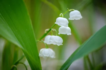 Wandaufkleber Lily of the valley white flower © Vesna
