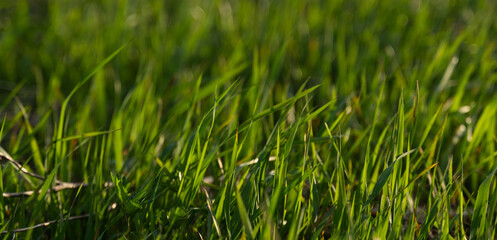 Green grass lawn close up, banner format