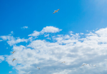 White seagull flying in a bright blue white cloudy sky in  sunlight in summer, Walcheren, Zeeland, the Netherlands, July, 2021