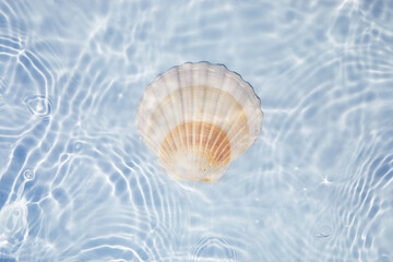 Fototapeta na wymiar Seashell floating on Water. Sun and shadows. Minimal nature background.