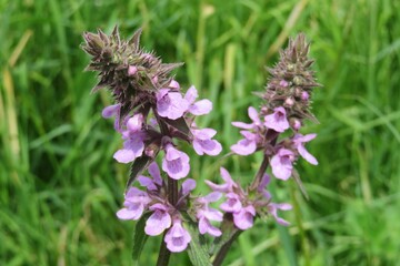 Purple stachys palustris flowers on the meadow, closeup 