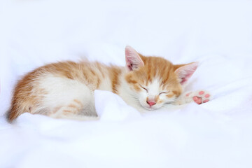 Fototapeta na wymiar Little cute striped ginger kitten fell asleep and sleeps on a white blanket