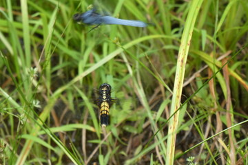雄に向かって飛ぶオオシオカラトンボの雌。