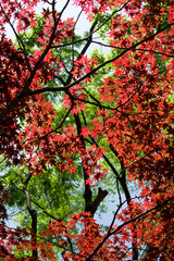 Scenery of Japanese autumn leaves.