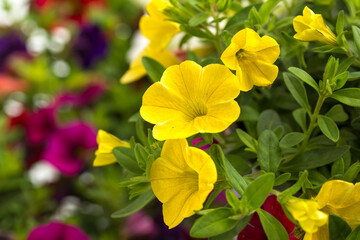 Calibrachoa