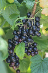 Black currant berries on a branch.
