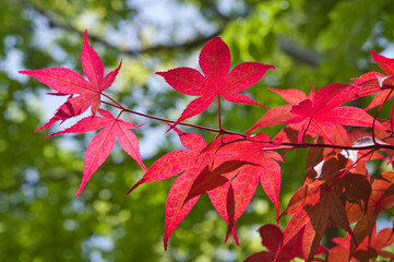 Scenery of Japanese autumn leaves.