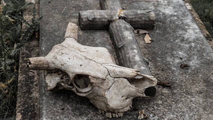 Fototapeta na wymiar Symbols of death. The skull of a cow on an old tombstone with a cross. The destroyed Catholic cemetery