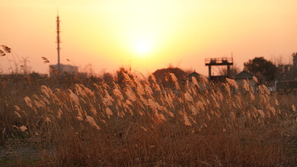 Fototapeta premium The beautiful sunset view with the soft reeds in autumn
