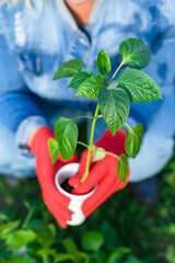 A Caucasian woman in a denim jumpsuit is planting in the garden. A plastic cup with a pepper sprout, ready for seedlings, in the hands of a woman. Spring seedlings. Plant care. Watering and