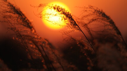 The beautiful sunset view with the soft reeds in autumn