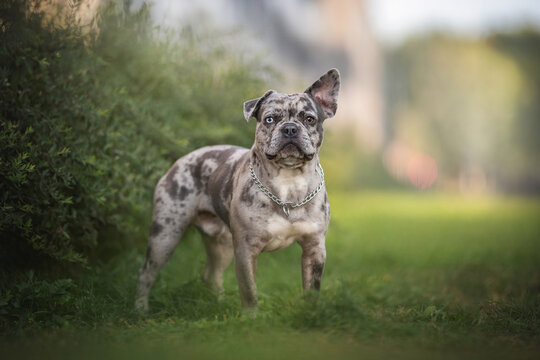 Funny merle french bulldog with heterochromia and one lowered ear standing among the green grass against the backdrop of a bright summer landscape