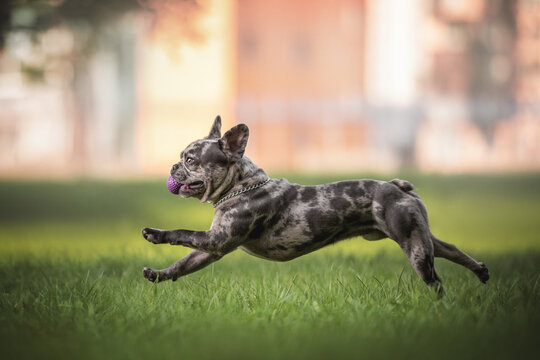 Funny merle french bulldog running on green grass with a purple ball in his teeth against the backdrop of a bright summer cityscape