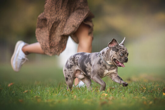 Funny merle french bulldog running on green grass and playing with his woman in a polka-dot dress and white sneakers
