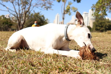 Whippet dogg eating coconut