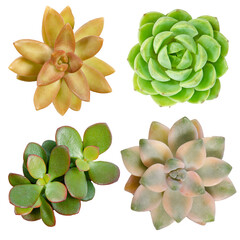 Mix of 4 succulent plants collection white background