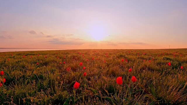 Wild red tulips, field of blooming tulips at sunset, timelapse