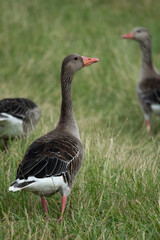 Obraz na płótnie Canvas Geese on the grass