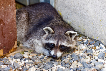 A portrait of a raccoon