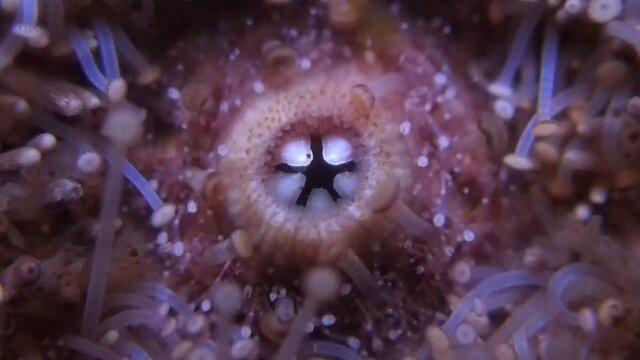 les dents d'un oursin