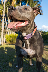 Pit bull dog playing in an open field at sunset. Pitbull blue nose in sunny day with green grass and beautiful view in the background. Selective focus.