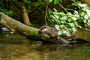 An otter is playing in the water