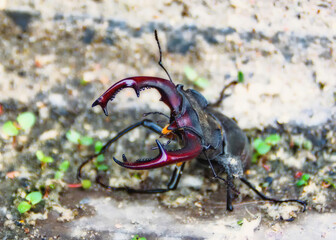 stag beetle 
a beetle got entangled in poplar fluff,