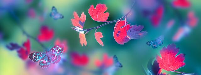 Bright  autumn summer natural background. Colorful leaves  and butterflies in flight in forest....