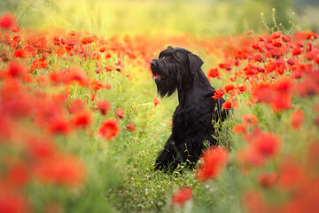 Black schnauzer dog sitting in poppy field
