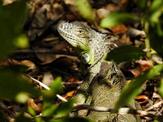 Iguana in Florida