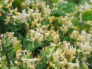 Perfoliate Honeysuckle, Lonicera caprifolium, scented deciduous climber looming in June in...