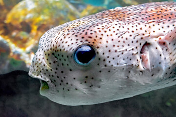 Balloon Fish - Close Up © Christopher R Mazza