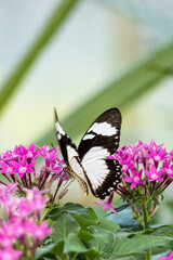 Close-Up of Black and White Butterfly Drinking Nectar of a pink Flower.