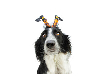 Puppy dog celebrating halloween with a witch diadem. Isolated on white background