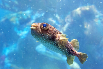 Balloonfish © Christopher R Mazza