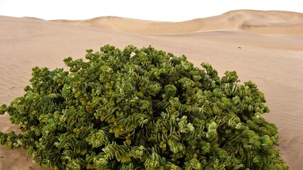 Green Succulent Shrub in Desert Surrounds near Swakobmund, Namibia