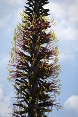 Dasylirion wheeleri flowers with a cloudy sky back ground