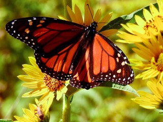 Butterflies in Kansas