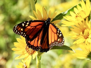 Butterflies in Kansas