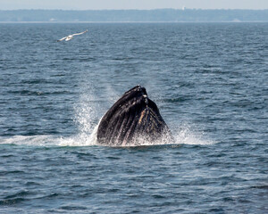Fototapeta premium Humpback Whale - Breeching Surface
