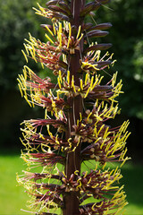 Dasylirion wheeleri flowers