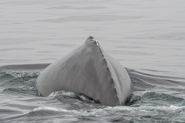 Humpback Whale Diving - Dorsal Ridge