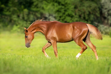 Naklejka na ściany i meble Red horse free run in spring green field