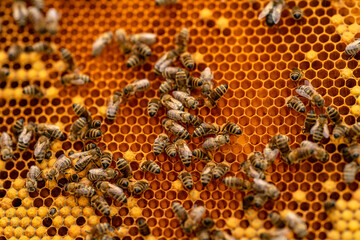 wax frame in bee hive, honey production