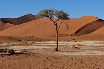 Fototapeta na wymiar Tree on a Dried Pan, Sossusvlei, Namibia