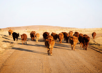Cows walking down dirt road